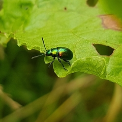 Gastrophysa viridula