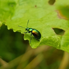 Gastrophysa viridula