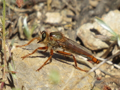 Stenopogon heteroneurus
