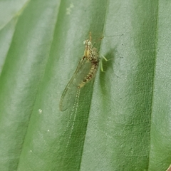 Cloeon dipterum