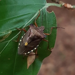 Pentatoma rufipes
