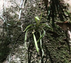 Sarcochilus hillii