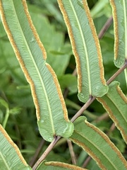 Pteris vittata