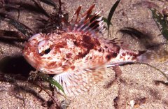 Maxillicosta scabriceps