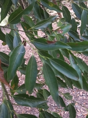 Cinnamomum insularimontanum