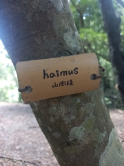 Cinnamomum insularimontanum