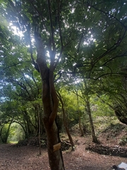 Cinnamomum insularimontanum