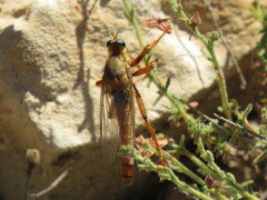 Stenopogon heteroneurus