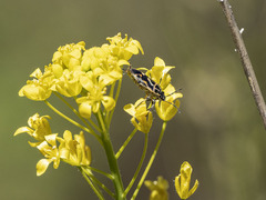Eurydema lundbladi