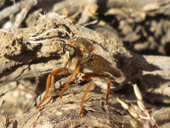 Stenopogon heteroneurus