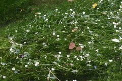 Ranunculus pseudofluitans