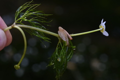 Ranunculus pseudofluitans