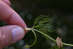 Ranunculus pseudofluitans