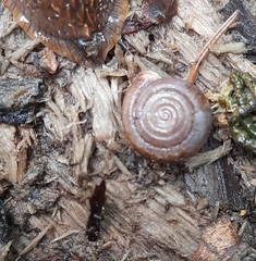 Helicodonta obvoluta