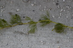 Ranunculus pseudofluitans