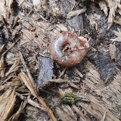 Helicodonta obvoluta