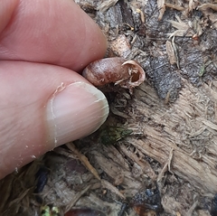 Helicodonta obvoluta