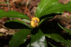 Eupomatia bennettii