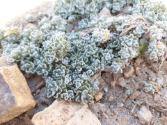 Allardia nivea