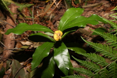 Eupomatia bennettii