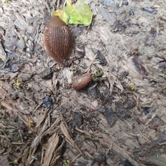 Helicodonta obvoluta