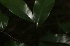 Litsea reticulata