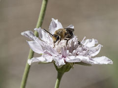 Colletes dimidiatus