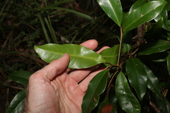 Litsea reticulata