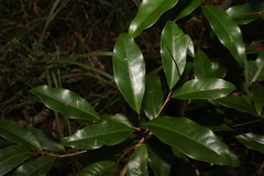 Litsea reticulata