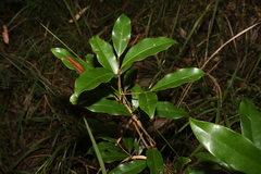 Litsea reticulata