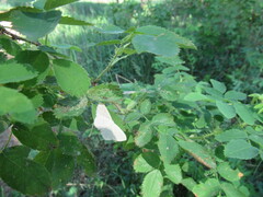 Scopula floslactata
