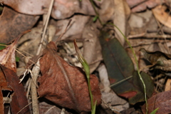 Pterostylis ophioglossa