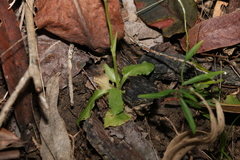 Pterostylis ophioglossa