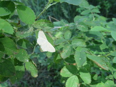 Scopula floslactata