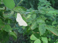 Scopula floslactata
