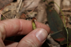 Pterostylis ophioglossa