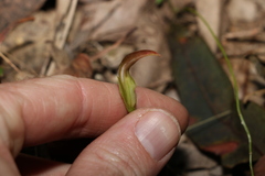 Pterostylis ophioglossa