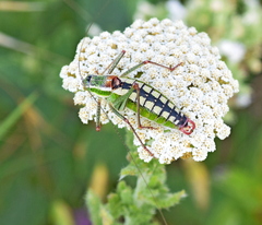 Poecilimon macedonicus