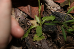 Pterostylis ophioglossa