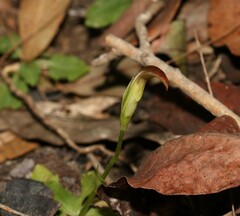 Pterostylis ophioglossa