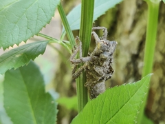 Cordulegaster boltonii