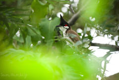 Pycnonotus jocosus pattani