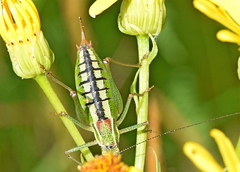 Poecilimon macedonicus