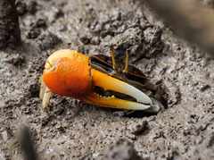 Tubuca coarctata