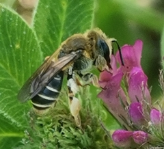 Taeniandrena
