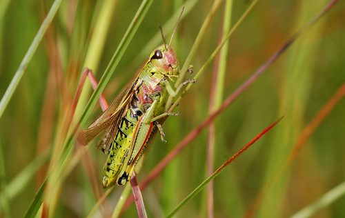 Large Marsh Grasshopper, Nederland, photo 10 of 10