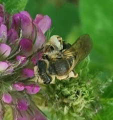 Taeniandrena