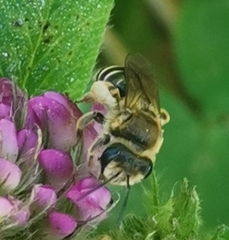 Taeniandrena