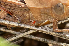 Eutrombidium trigonum