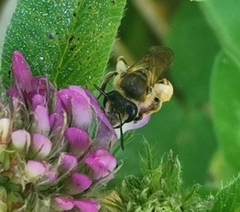 Taeniandrena